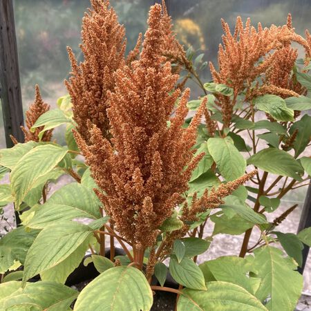 Copperhead, Amaranthus Seeds - Packet image number null